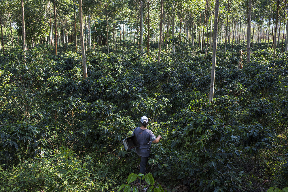 Café del Futuro, café en sistema agroforestal, Perú - Solidaridad