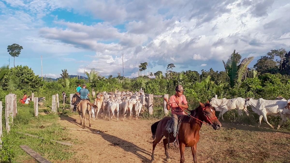 Ganadería sostenible en la Amazonía - Solidaridad