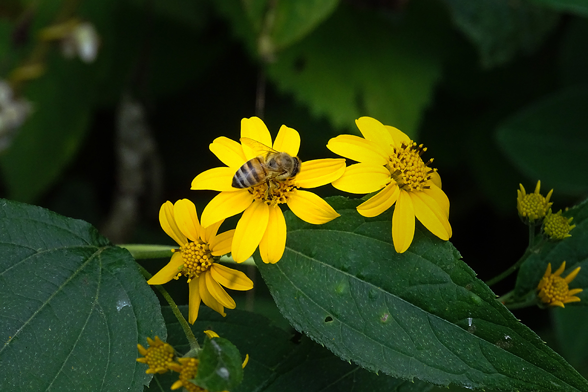 La flora silvestre puede atraer fauna beneficiosa, tal como polinizadores y depredadores de plagas. Solidaridad