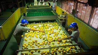 Producción sostenible de cítricos en Brasil, Solidaridad