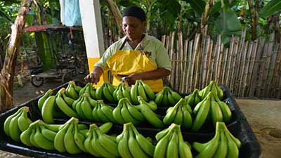 Banano Agrofair, Solidaridad