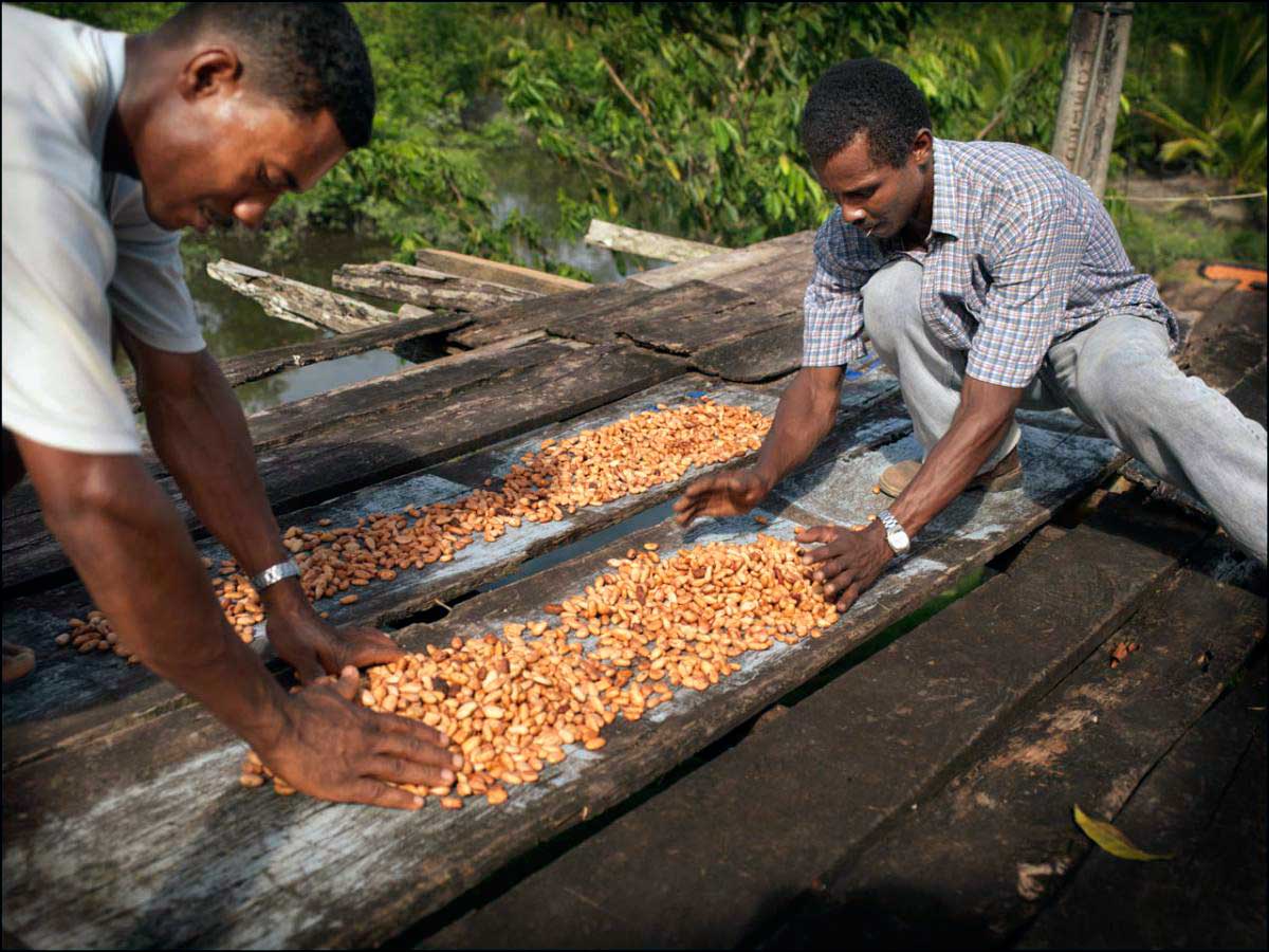 cacao agricultores