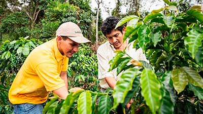 perú café sostenible