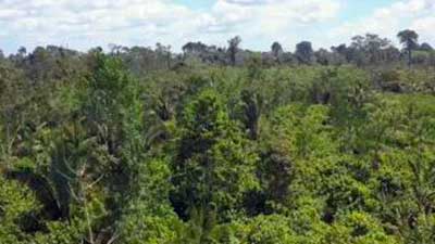bosques amazonas