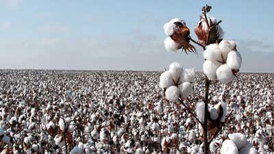 campo algodón