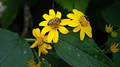 flores y abeja