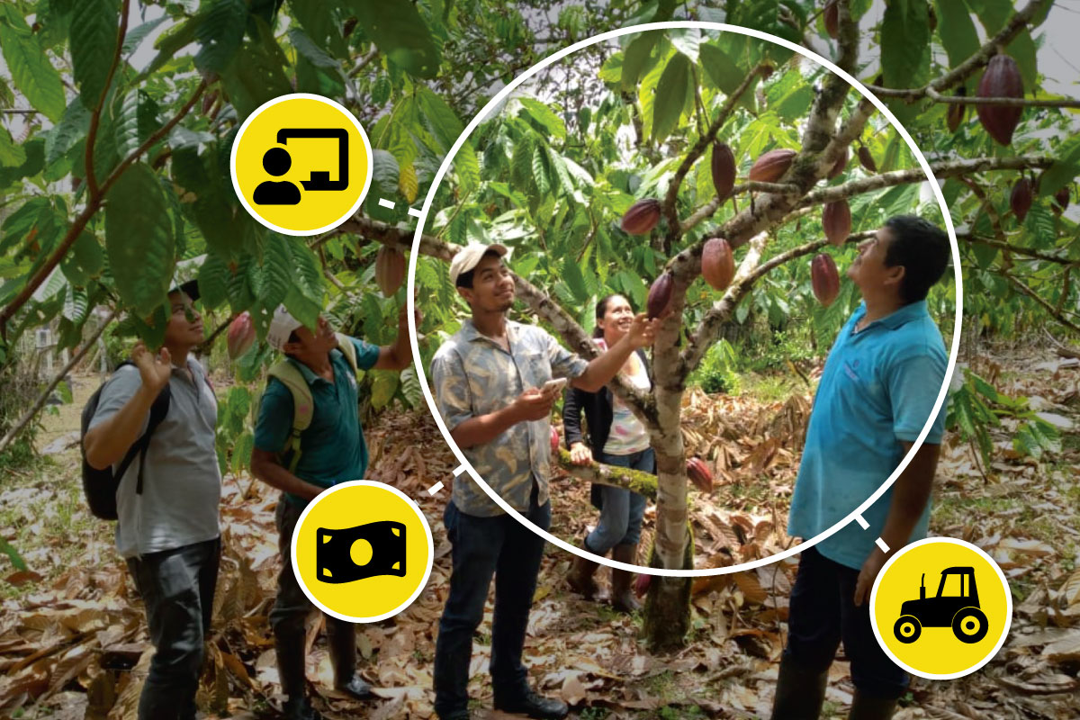 Solidaridad, Productores de cacao en Nicaragua usando la aplicación de estimación de cosecha