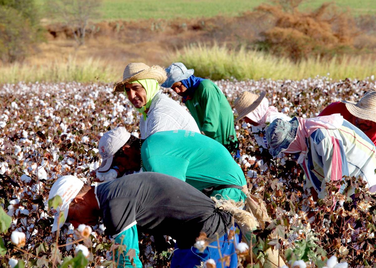 algodón cosecha trabajadores