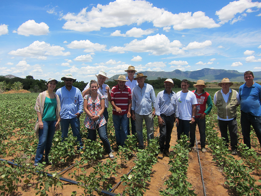 algodón brasil productores campo