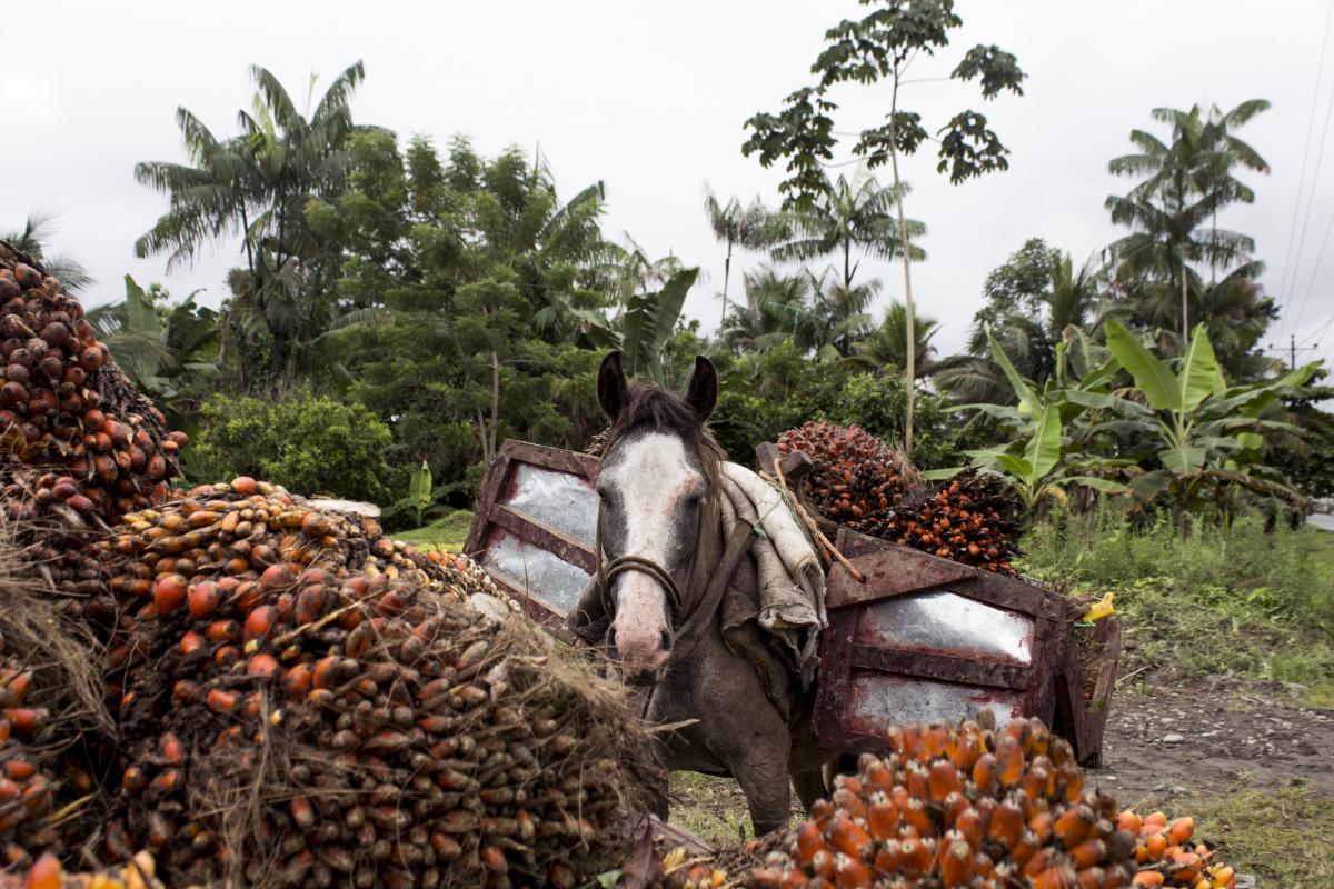 palmicultura caballo palma