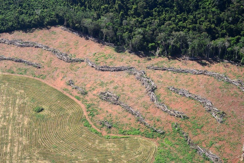 amazonas deforestación ilegal