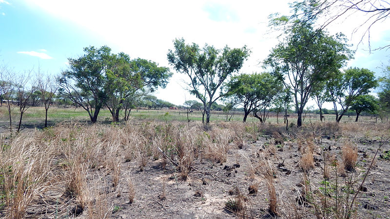 chaco paraguay paisaje campo sequía