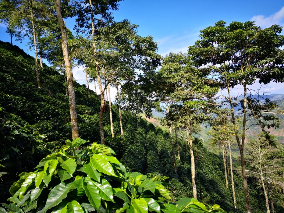 colombia café medio ambiente