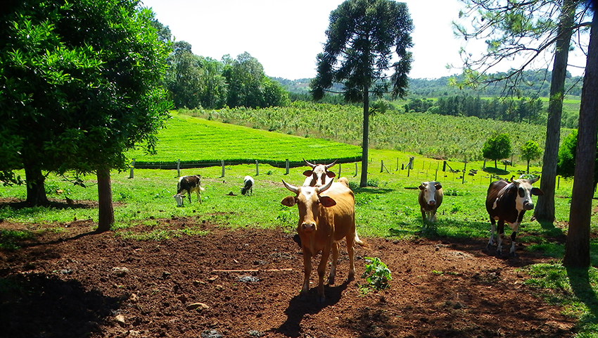 vacas monte nativo argentina