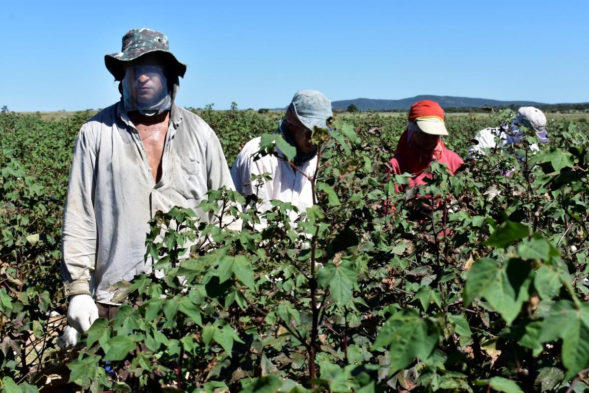 cosecha de algodón brasil minas gerais máscara covid