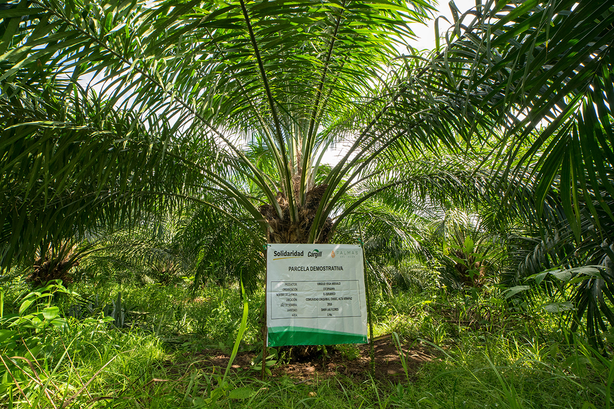 parcela demostrativa rspo palma guatemala
