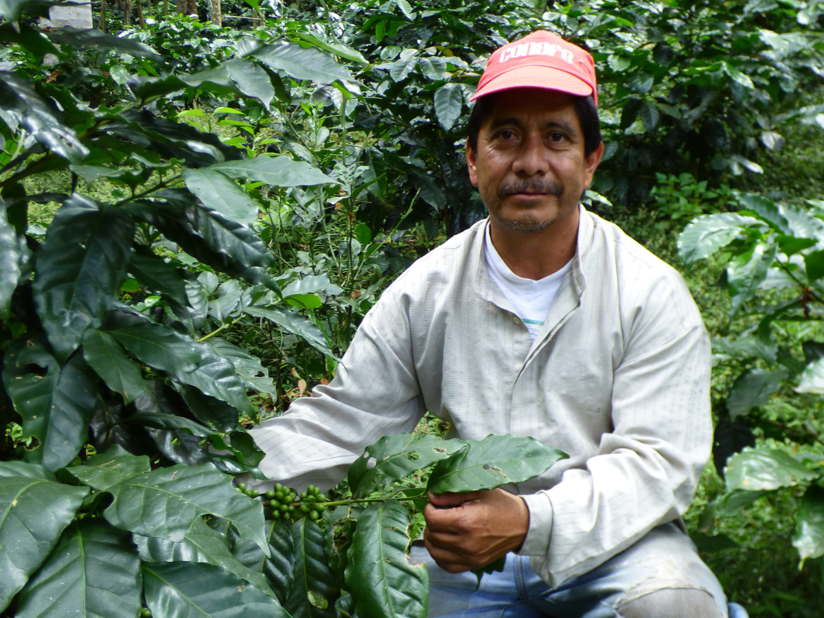 rene-hernandez-caficultor-mexico-planta-cafe-climaticamente-inteligente solidaridad