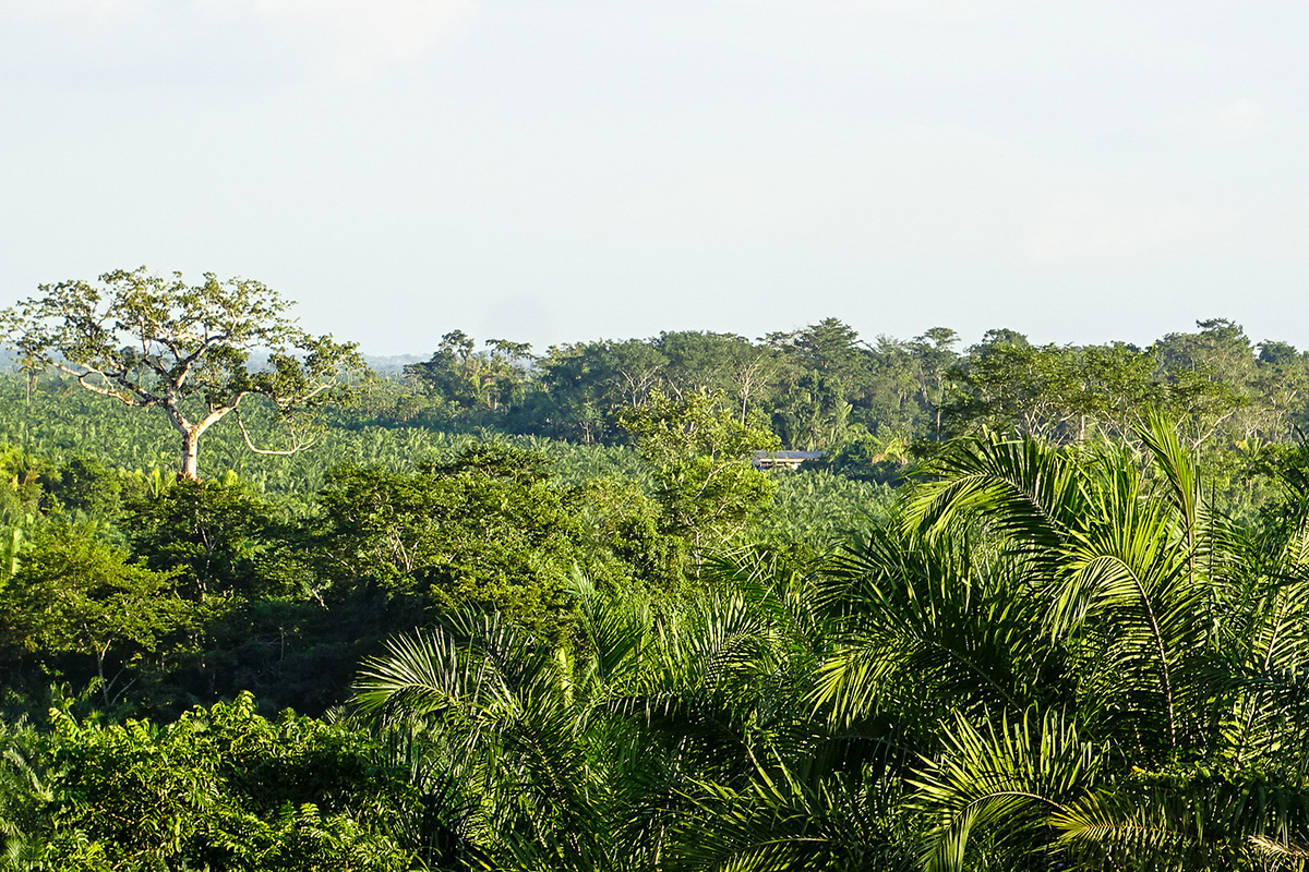 La conservación de remanentes de bosque y áreas riparias apoya la provisión de servicios ecosistémicos y proporciona corredores biológicos a través de los paisajes agrícolas.