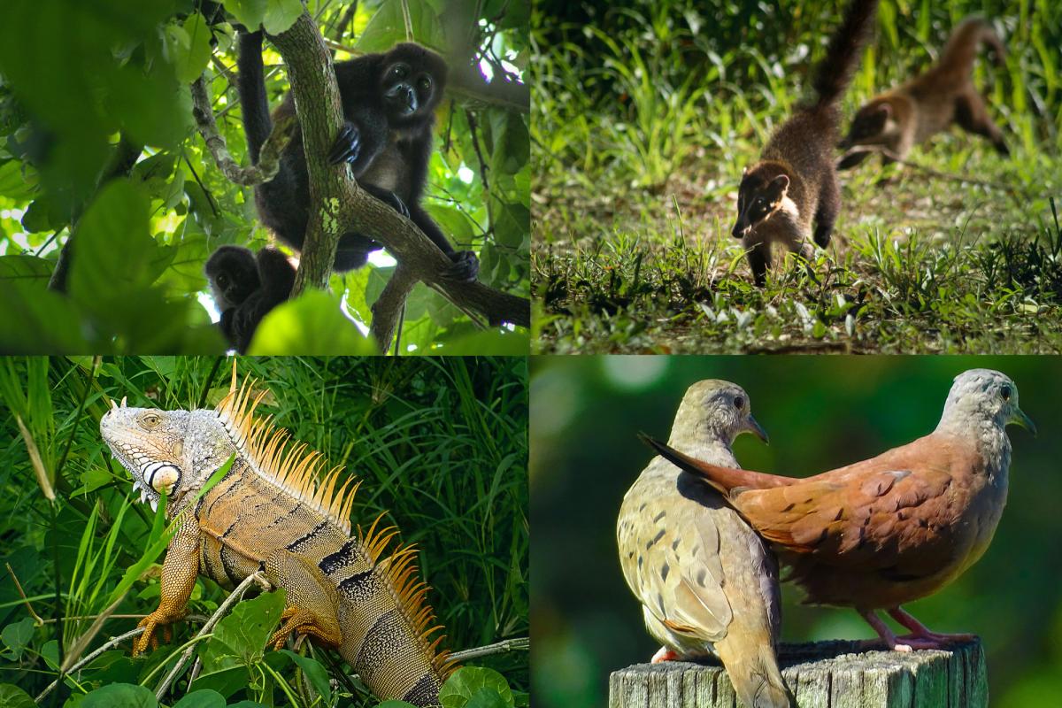 Especies comúnmente encontradas dentro de remanentes de bosque en sistemas de producción de palma aceitera Mesoamericanos. Solidaridad