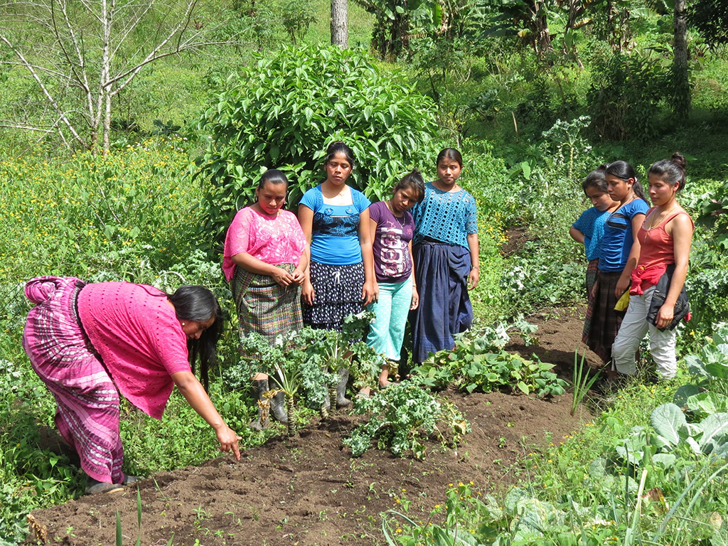 mujeres productoras guatemala campo walc