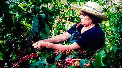 mujer cafetalera cosecha café