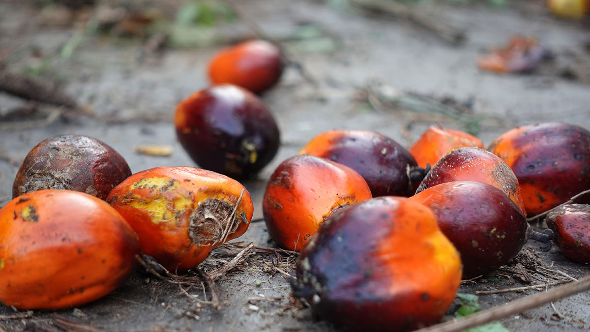 Fruta de palma aceitera sobre el suelo. La titulación de tierra permite su trazabilidad.