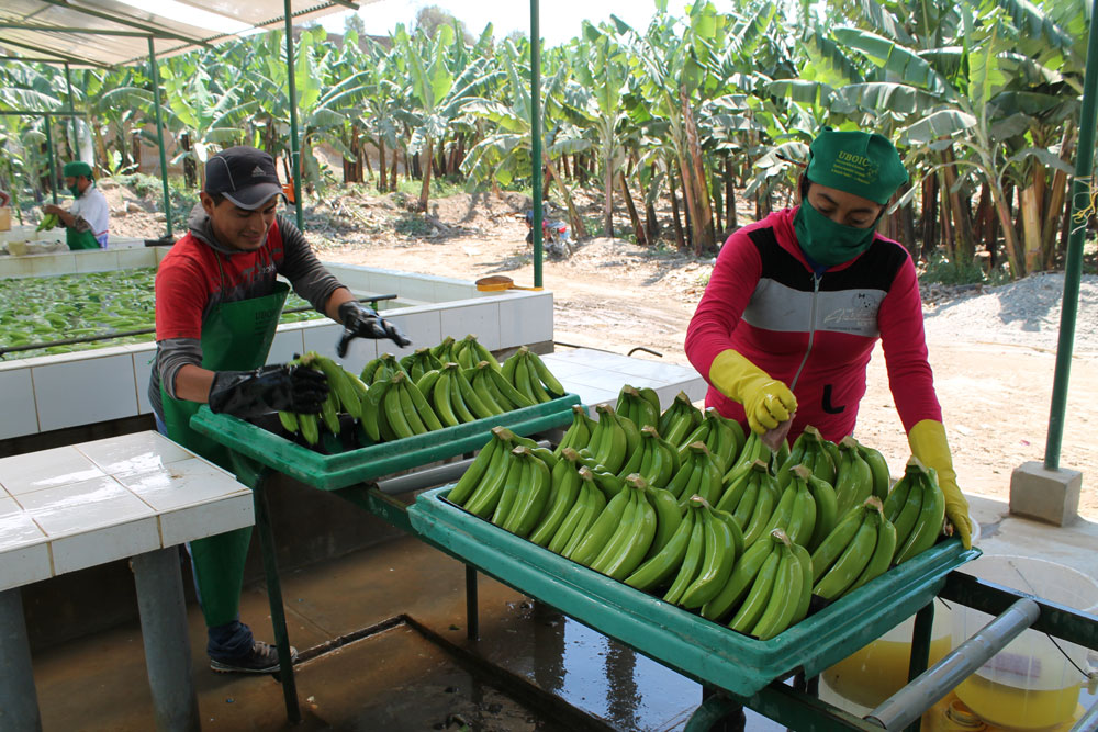 banana fruta perú