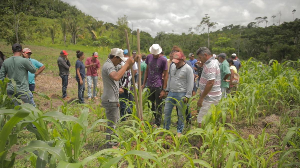 amazonia agricultura de bajo carbono