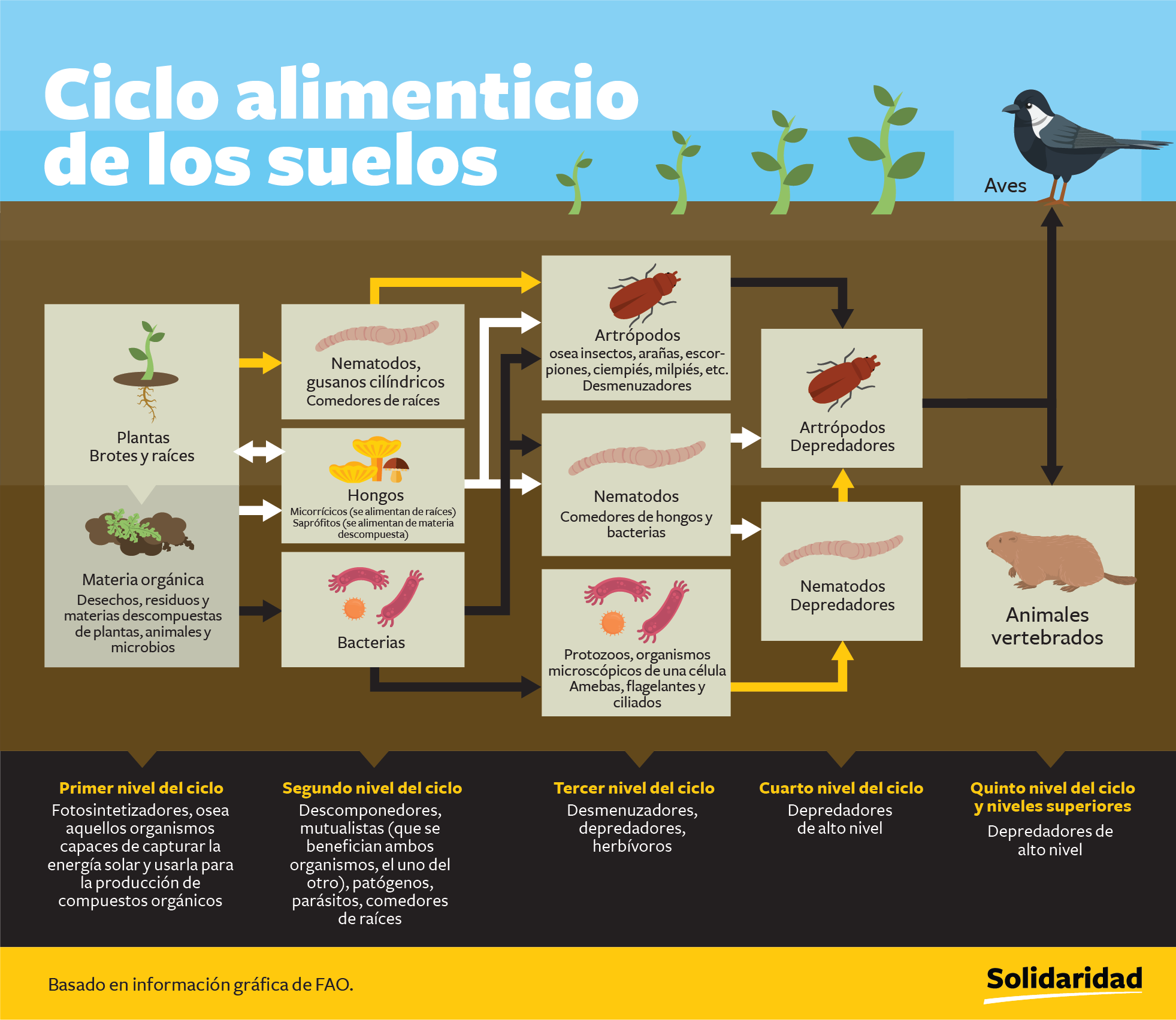 ciclo-alimenticio-conservacion-de-los-suelos-solidaridad