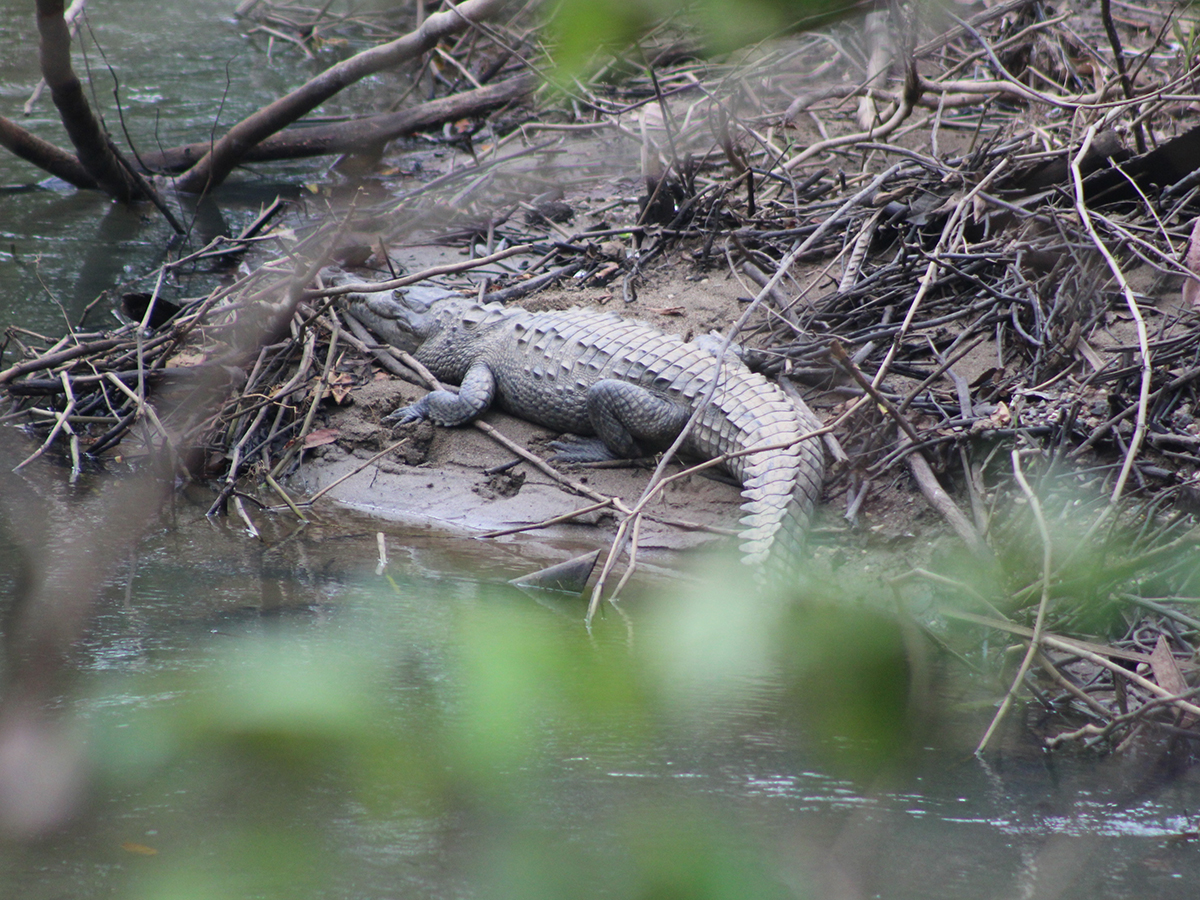 Crocodylus acutus especie vulnerable identificada en Salamá a través del proyecto monitoreo biológico.