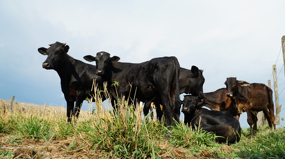 vacas ganadería paraguay