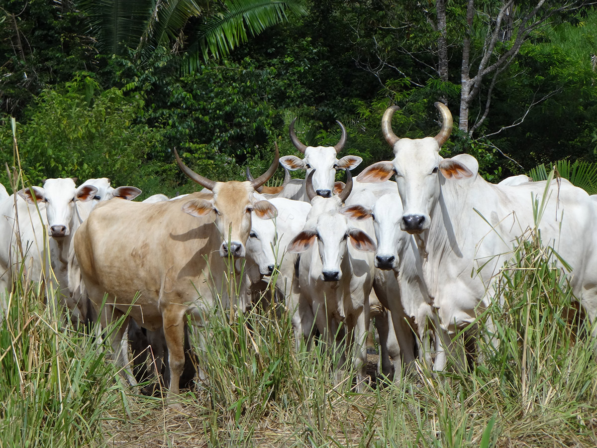 brasil ganadería vacas