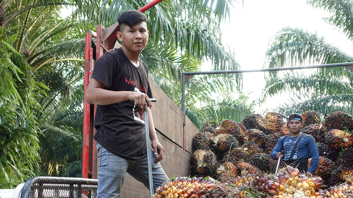 Foto de dos trabajadores de la palma aceitera en la región de Ixcán que suben la fruta a un camión para transportarla