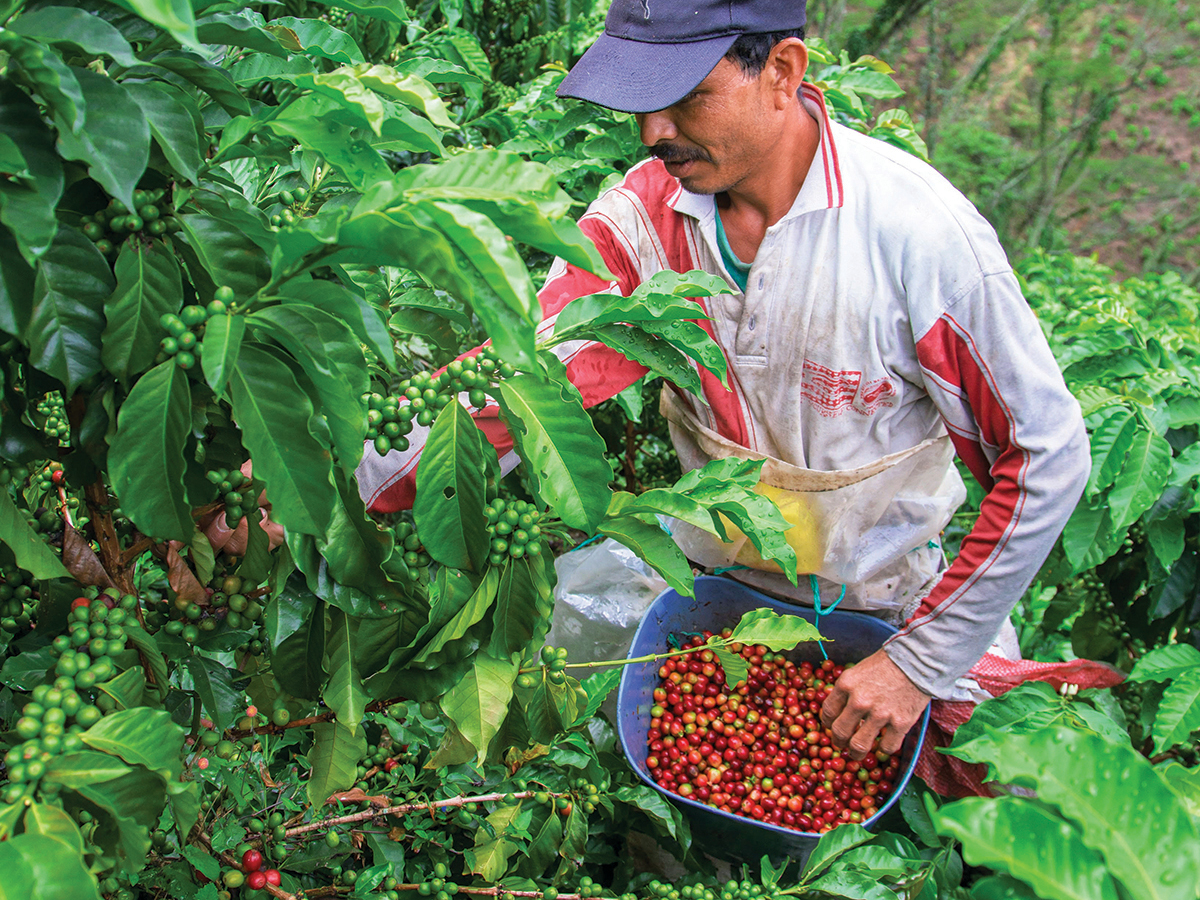 reivindicando-la-sostenibilidad-en-cafe-solidaridad-centroamerica
