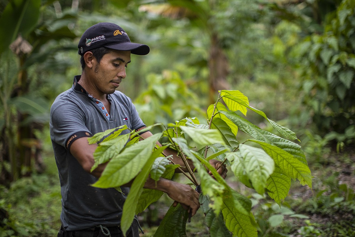 el promotor Santos Flores realiza poda en una planta de cacao