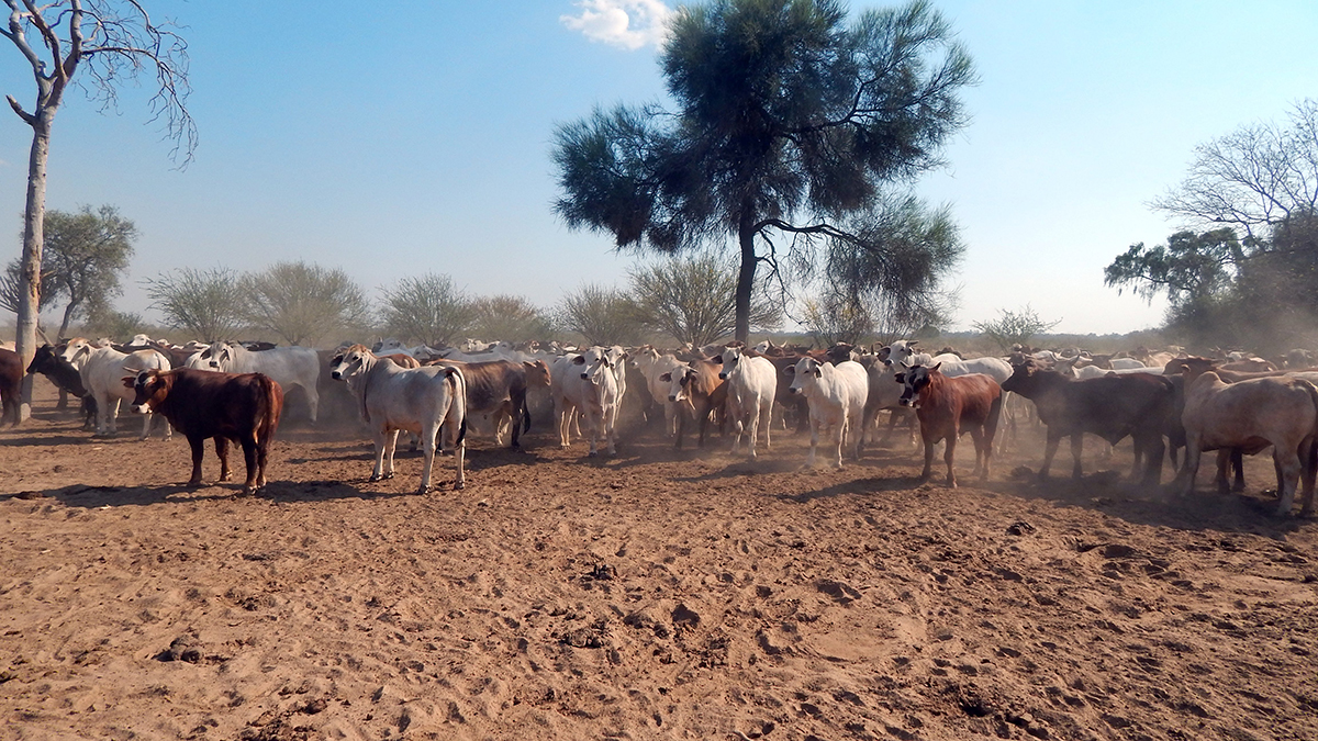 ganadería chaco paraguay