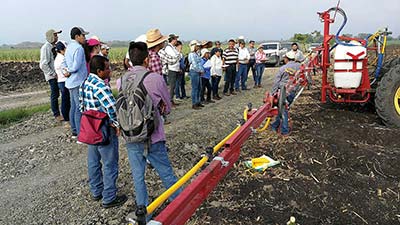 Pequeños productores de caña de azúcar discuten control de malezas en una demostración del programa MAS-CAÑA.