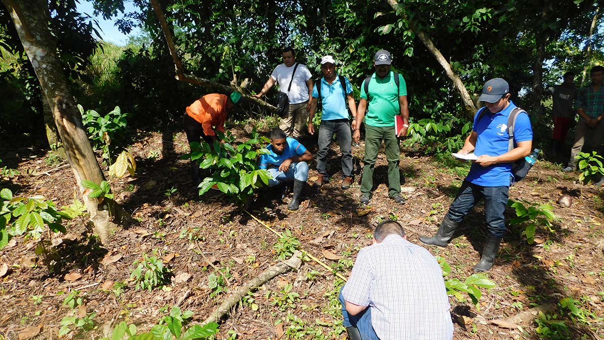 Pequeños productores miden la distancia entre plantas durante una visita al campo en Monterosa, Nicaragua, como parte de una capacitación sobre café robusta.