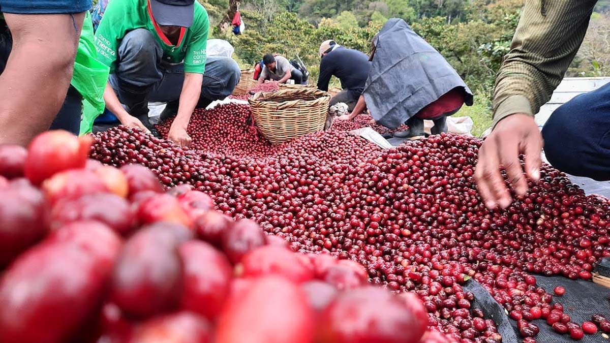 Trabajadores seleccionan la fruta en las fincas cafetaleras de la zona de la Reserva de la Biosfera el Triunfo en Chiapas México.