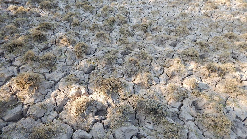 suelo erosionado por sobrepastoreo en Chaco salteño. Solidaridad
