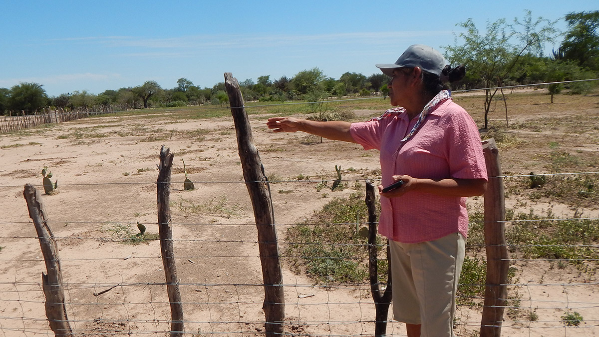 Agricultura regenerativa en Chaco, cercos para pastoreo rotacional