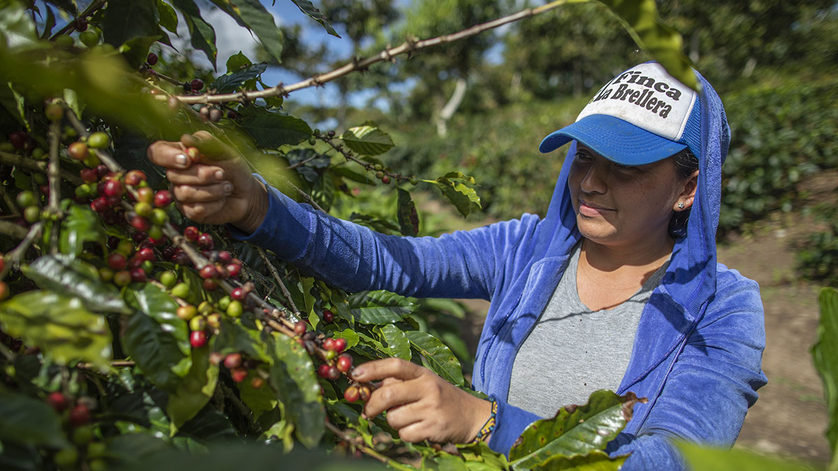 Solidaridad-Nicaragua-Café-Mujer-Sostenible-Bonos-Carbono-Dreamfund