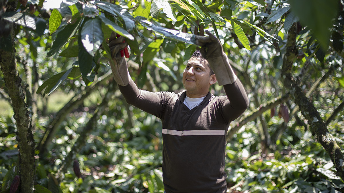 Inventario Ingreso Digno Cacao en Latam, Plan Cacao Nestle