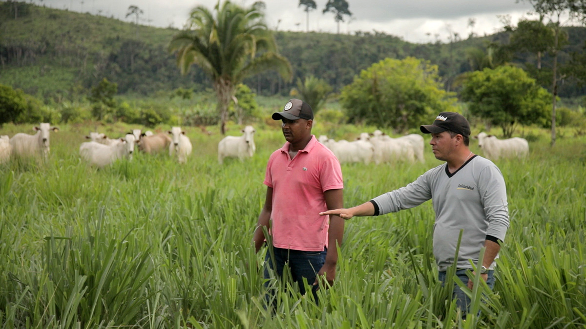 Amazonia-Connect-Asistencia-Técnica-en producción de bajas emisiones de carbono en ganadería Brasil
