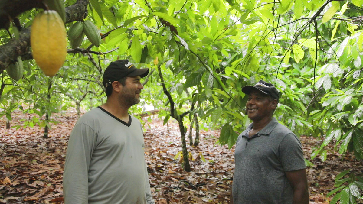 Producción Baja de Emisiones de Carbono en Cacao Brasil