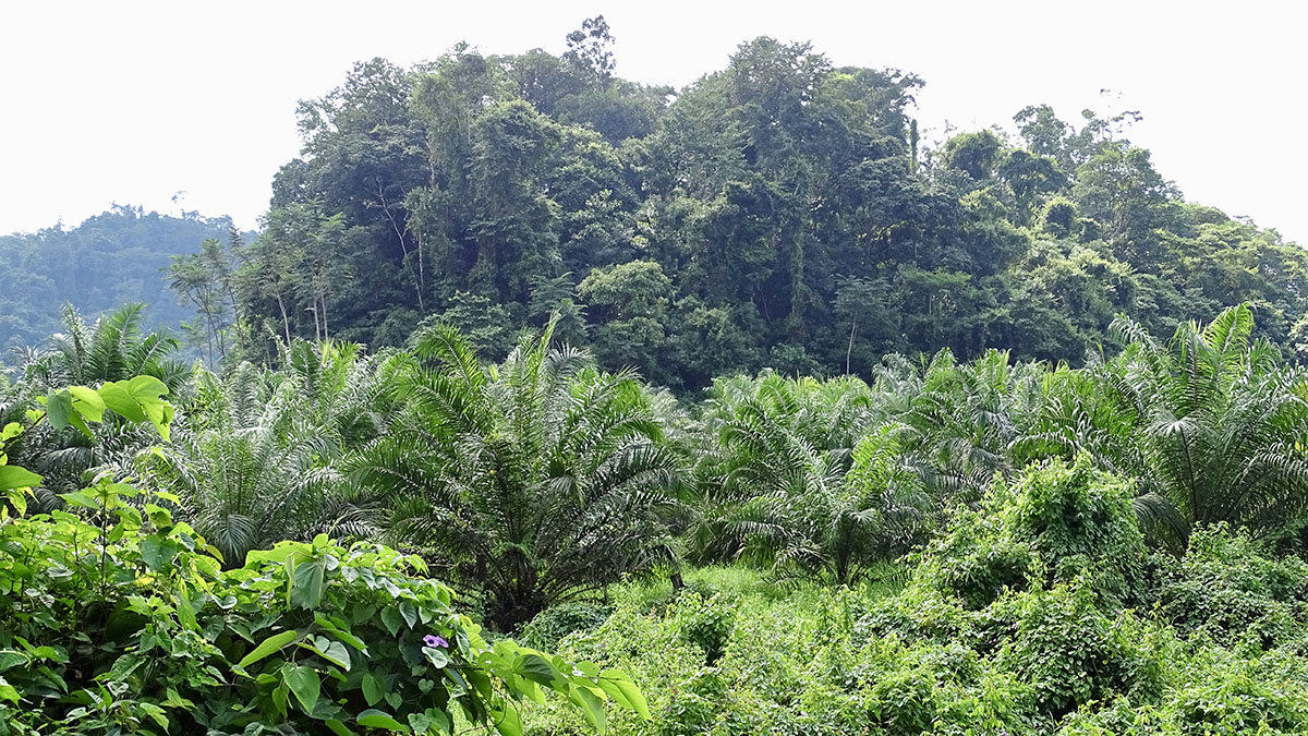 Solidaridad-Guatemala-Palma-Aceite-Bosques-Conservación-Biodiversidad