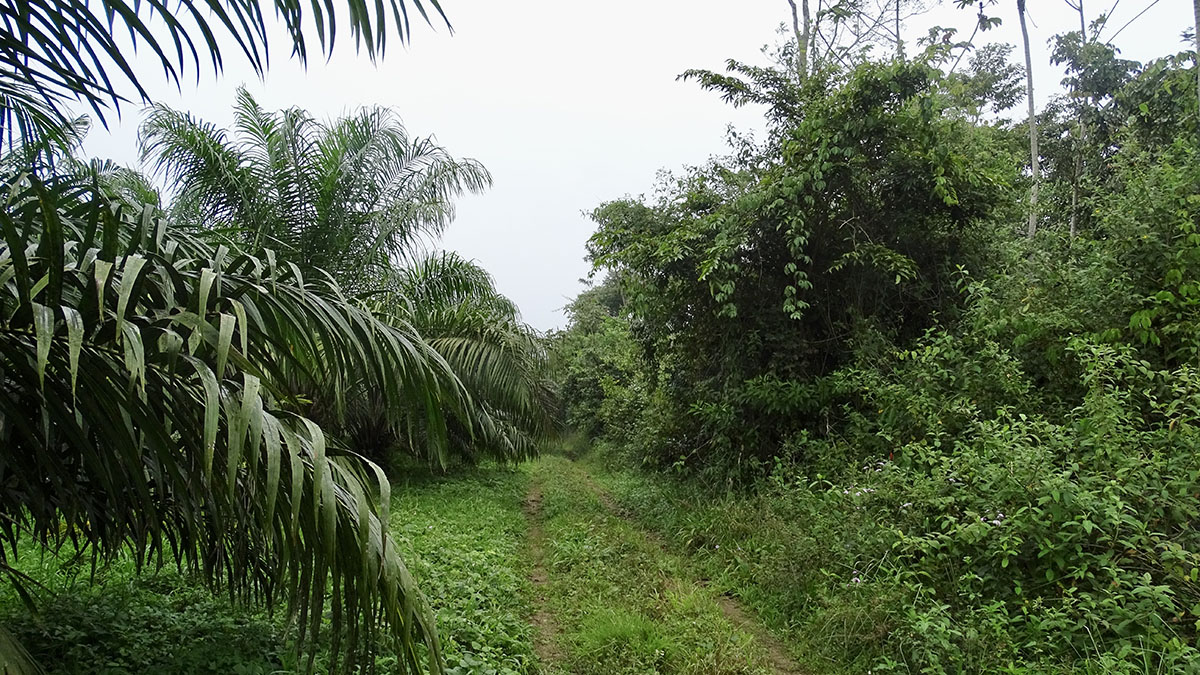 Solidaridad-Palma-Aceite-Bosques-Remediación-Compensación-Guatemaa-Biodiversidad-Sostenible