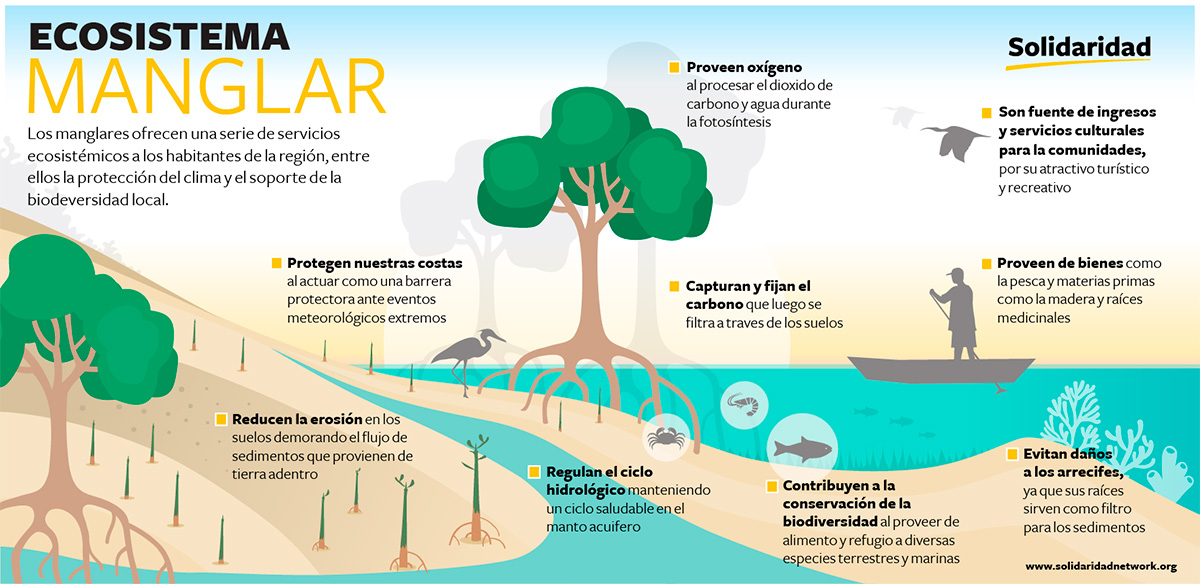 landscale-beneficios-del-ecosistema-manglar-solidaridad