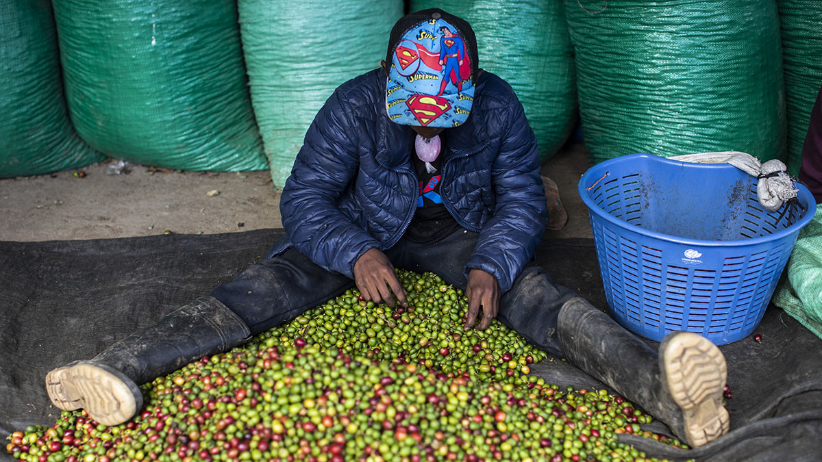 Barómetro del Café 2023. Los pequeños productores en zonas consideradas de riesgo podrían verse excluidos de mercados