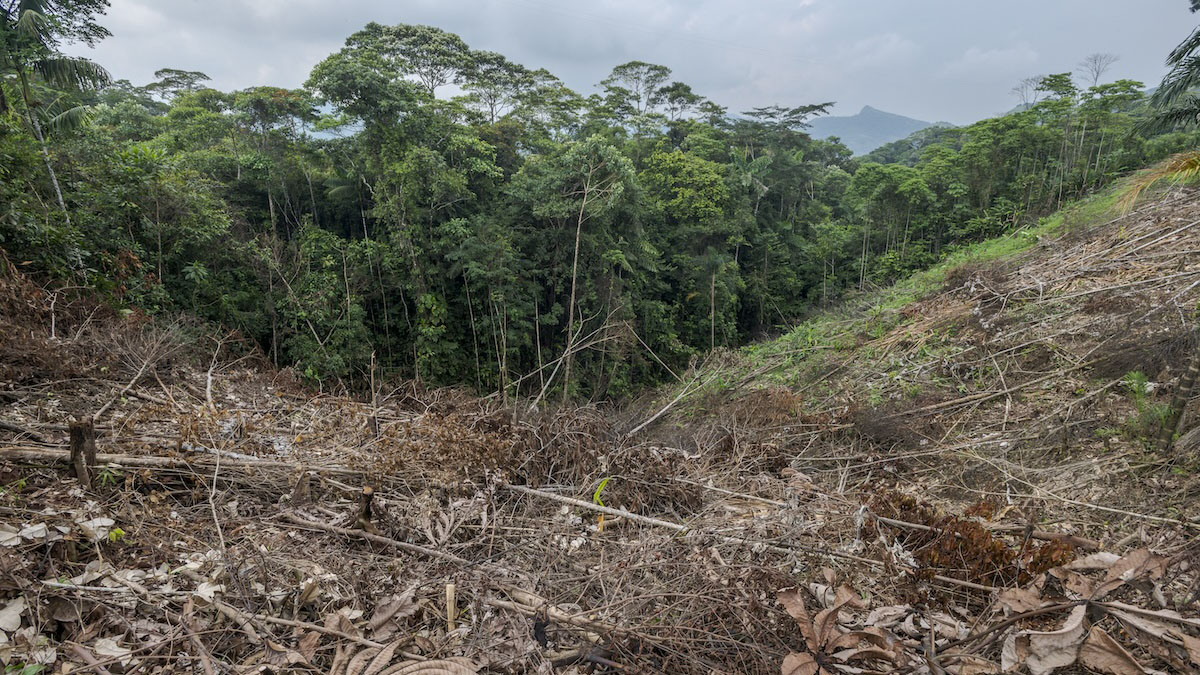 Amazonia Connect, enfoque jurisdiccional, deforestación